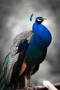 peacock